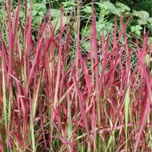Imperata cylindrica 'Red Baron'
