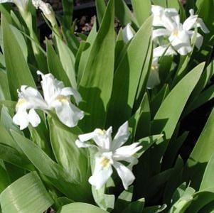 Iris cristata 'Alba'
