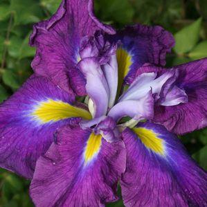 Iris ensata 'August Emperor'