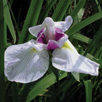 Iris ensata 'Fortune'