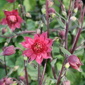 Aquilegia  'Clementine Red'