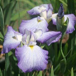 Iris ensata 'Gracieuse'