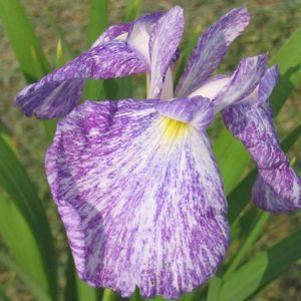 Iris ensata 'Imperial Magic'