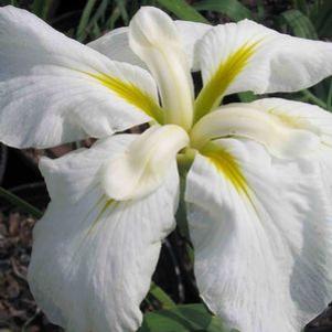 Iris ensata 'Innocence'
