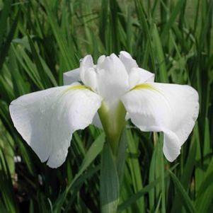Iris ensata 'Mt. Fuji'