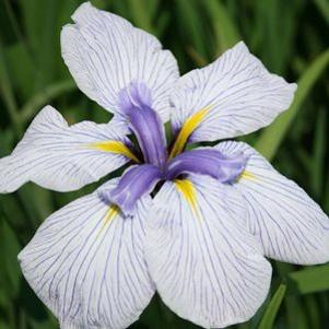 Iris ensata 'Pin Stripe'