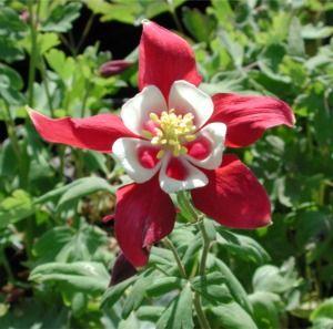 Aquilegia  'Crimson Star'