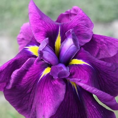 Iris ensata 'Sensation'