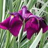Iris ensata 'Variegata'