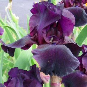 Iris germanica 'Gypsy Romance'