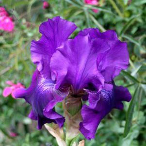 Iris germanica 'Rosalie Figgie'