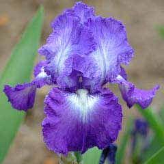 Iris germanica 'Suky'