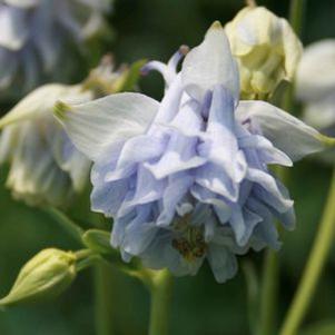 Aquilegia 'Double Pleat Blue-White'