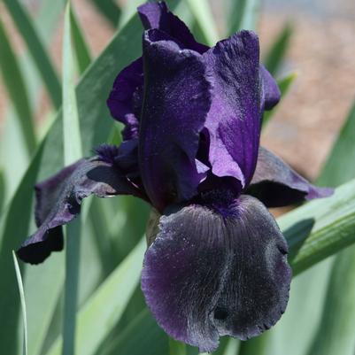 Iris germanica 'Supersition'