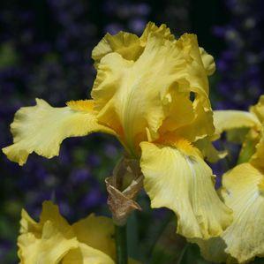 Iris germanica 'Well Endowed'