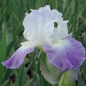 Iris germanica 'Clarence'