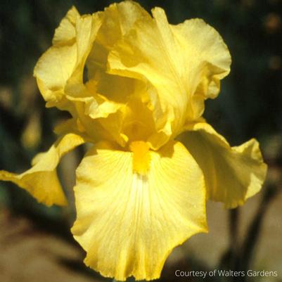 Iris germanica 'Harvest of Memories'