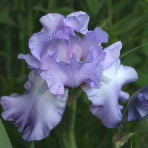Iris germanica 'Sea Swells'