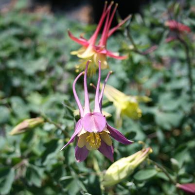 Aquilegia 'Dragonfly Mix'