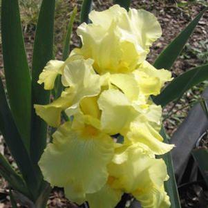 Iris germanica 'Summer Olympics'