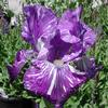 Iris germanica 'Batik'