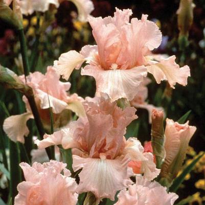 Iris germanica 'Beverly Sills'
