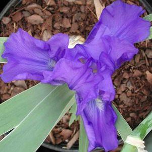 Iris germanica 'Breakers'