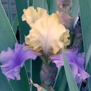 Iris germanica 'Edith Wolford'