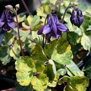 Aquilegia  'Leprechaun Gold'