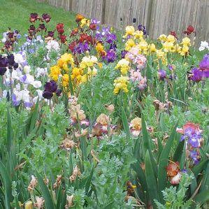 Iris germanica 'Old Fashioned Mix'
