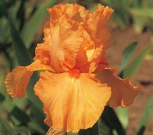 Iris germanica 'Orange Harvest'