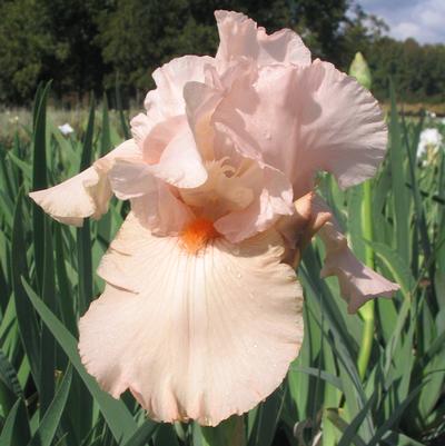 Iris germanica 'Pink Attraction'