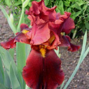 Iris germanica 'Spartan'