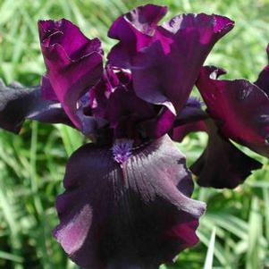 Iris germanica 'Study in Black'