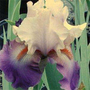 Iris germanica 'Twist of Fate'