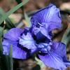 Iris sibirica 'Blue Moon'