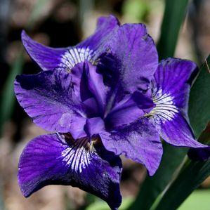 Iris sibirica 'Ruffles Plus'