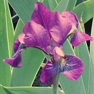 Iris sibirica 'Chilled Wine'