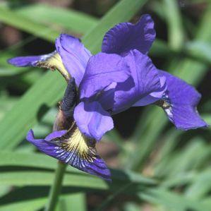 Iris sibirica 'Sky Blue'