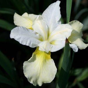 Iris sibirica 'Snow Queen'