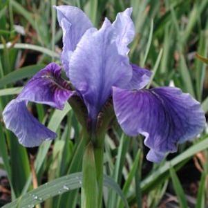 Iris sibirica 'Super Ego'