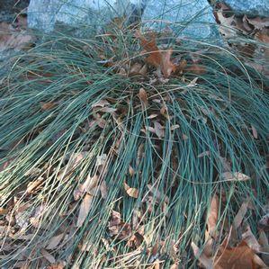 Juncus  'Lovesick Blues'