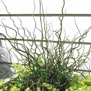 Juncus  'Unicorn'