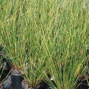 Juncus effusus 'Goldstrike'