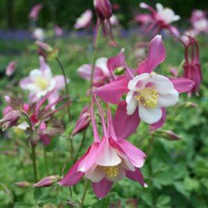 Aquilegia  'Songbird Robin'