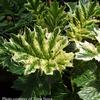 Acanthus mollis 'Tasmanian Angel'