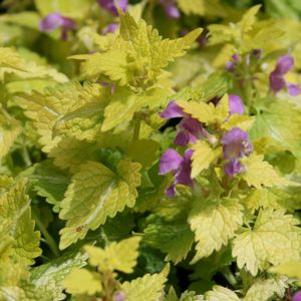 Lamium  'Lemon Frost'