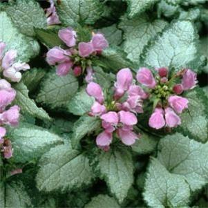 Lamium maculatum 'Beacon Silver'