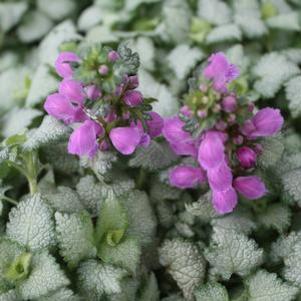 Lamium maculatum 'Red Nancy'