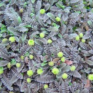 Leptinella pusilla
